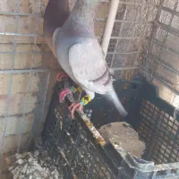 کبوتر قوره ی نرو ماده