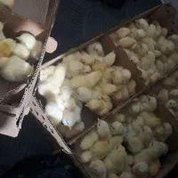 فروش جوجه گوشتی