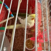 فروش جفت عروس هلندی با جوجه یک ماهه|پرنده|مشگین شهر, |دیوار