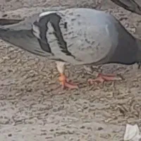 مجسمه کبوتر