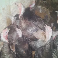 بوقلمون|حیوانات مزرعه|جوادآباد, |دیوار