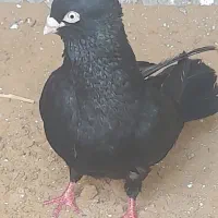 زاغ آبادانی