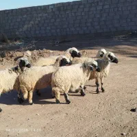 پشم گوسفند
