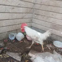 1 دونه خروس جوان و چالاک بفروش میرسد