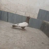 سینه