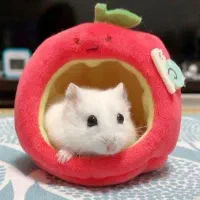 همستر عروسک های زنده