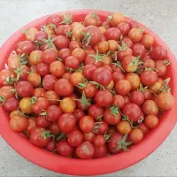 فروش عمده و خرده گوجه آلوچه ای