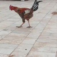 خروس|حیوانات مزرعه|زابل, |دیوار