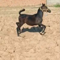 فروشی