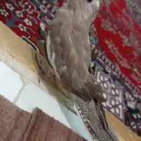 معاوضه عروس هلندی وایت فیس