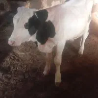دو عدد گاو نر وچاق