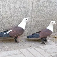 کبوتر کلاغ کربلایی نر