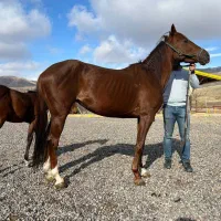 مادیان یک سر خارجی