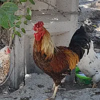 خروس چهل تاج