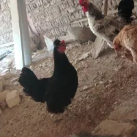 خروس و مرغ تخمگذار