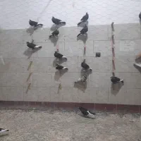 ۲۱عددنرضدوخوردی