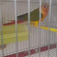 گرینچیک|پرنده|مراغه, |دیوار