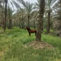 مادیان دره شوری