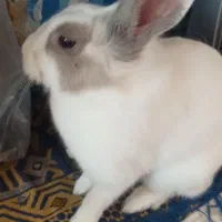 خرگوش نر