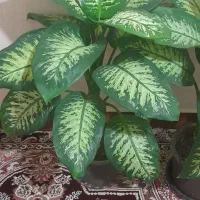 گل زیبا|گل و گیاه طبیعی|اسکو, |دیوار