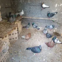 8جفت کبوتر  ضمانتی جفت 1تومن