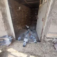 حودود 40 کبوتر