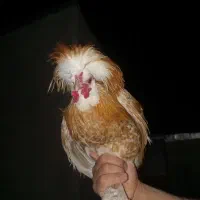 خروس