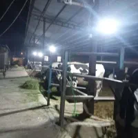 دامداری ۵۰ راسی شهرک لبن