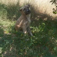 توله ماده کانگال