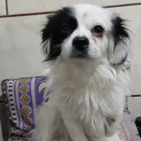 واگذاری توله