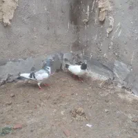 کبوتر