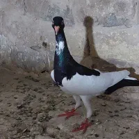 ی جفت یهودی سیاه نرماده بلزیکی