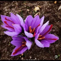 خرید فروش پیاز زعفران برادران سیار روستای شیرحصار