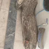 چوب زردآلو خشک