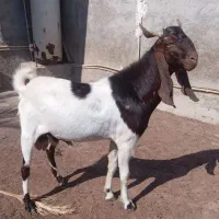کهره نر