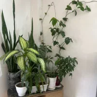 فروش گل طبیعی با گلدان