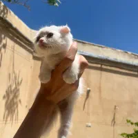 اسکاتیش