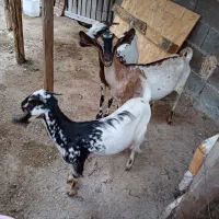 حیوانات