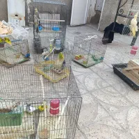 مرغ عشق  عروس هلندی