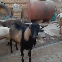 قصابی