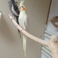 جفت عروس هلندی مولد