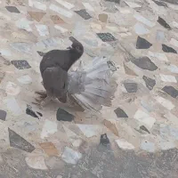 کفتر