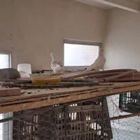 کفتر|پرنده|اصفهان, کوجان|دیوار