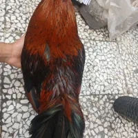 خروس  لاری  محلی