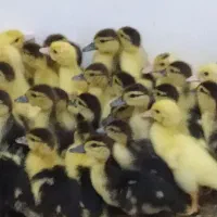 جوجه اردک خارجی بیست روزه