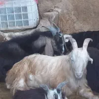 چپش نر