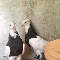 کفتر|پرنده|مشهد, خین عرب|دیوار