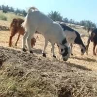 بز نر|حیوانات مزرعه|ریگ ملک, |دیوار