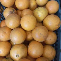 فروش پرتغال شیرین محلی