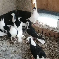 کبوتر ساده